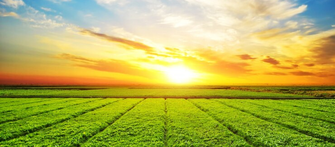 defensivos-agricolas